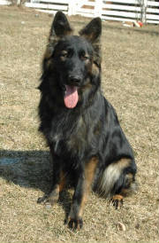 Long Haired German Shepherds